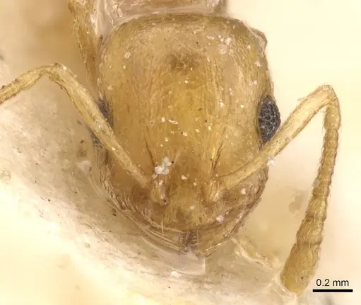 Temnothorax auresianus specimen