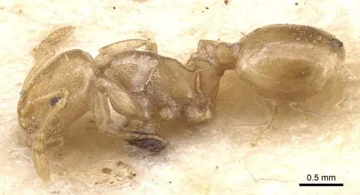 Temnothorax auresianus specimen