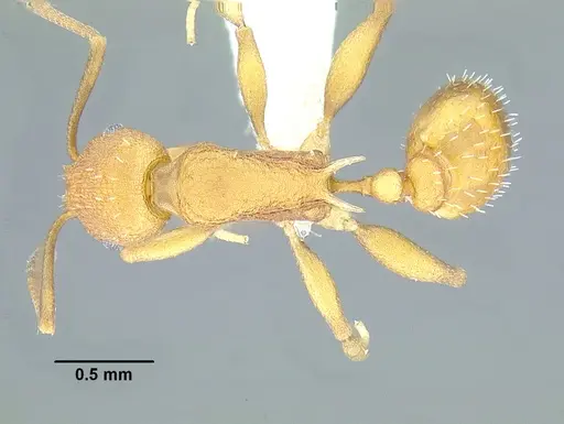 Temnothorax aureus specimen