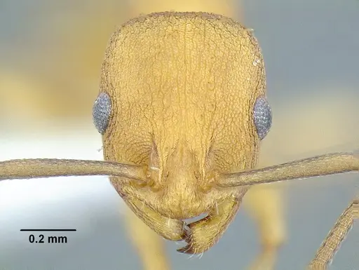 Temnothorax aureus specimen