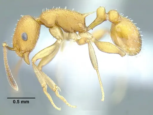 Temnothorax aureus specimen