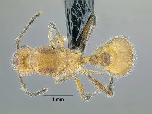 Temnothorax aztecoides specimen