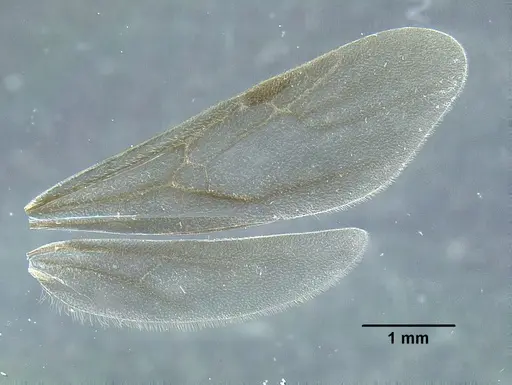 Temnothorax aztecoides specimen