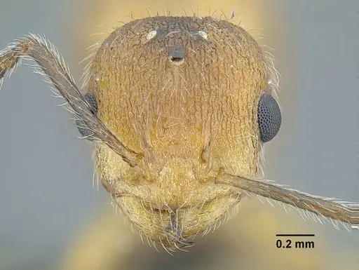 Temnothorax aztecoides specimen