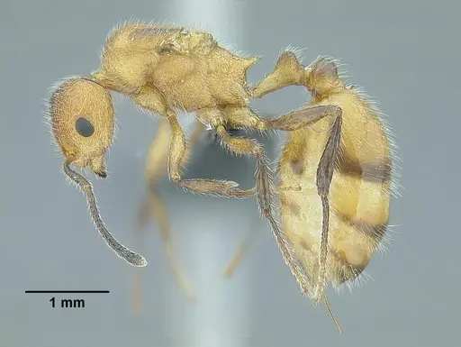 Temnothorax aztecoides - CASENT0758789