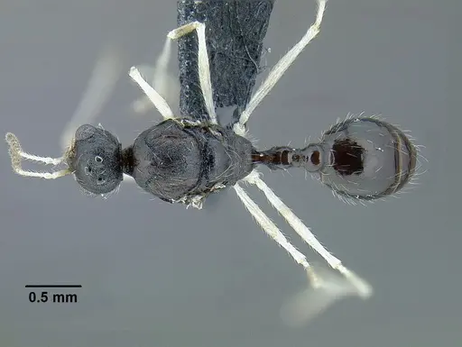 Temnothorax aztecoides - CASENT0758790