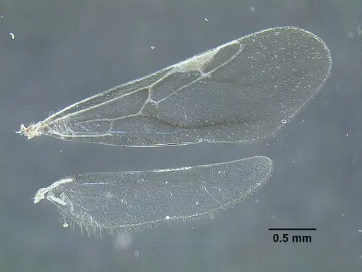 Temnothorax aztecoides - CASENT0758790