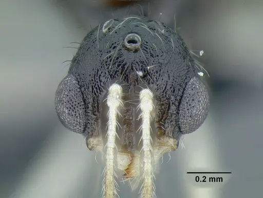 Temnothorax aztecoides - CASENT0758790