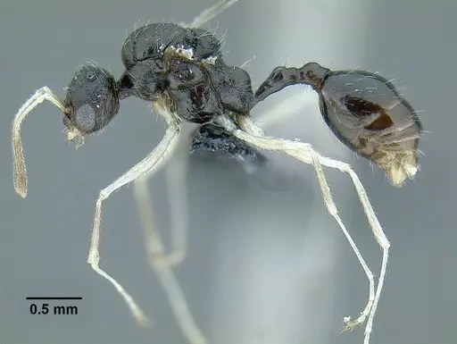 Temnothorax aztecoides - CASENT0758790