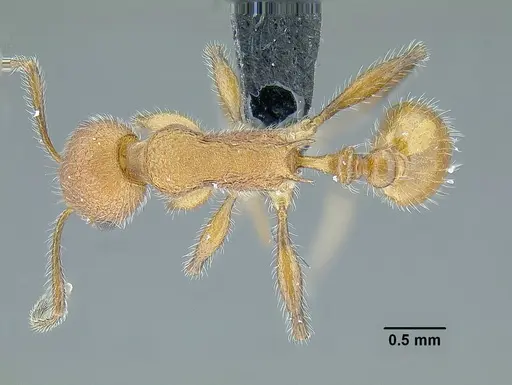 Temnothorax aztecoides - CASENT0758791