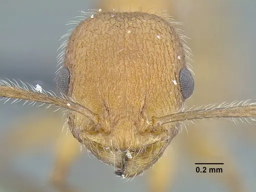 Temnothorax aztecoides - CASENT0758791