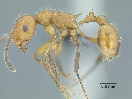 Temnothorax aztecoides - CASENT0758791