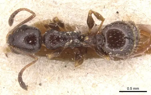 Temnothorax baeticus specimen