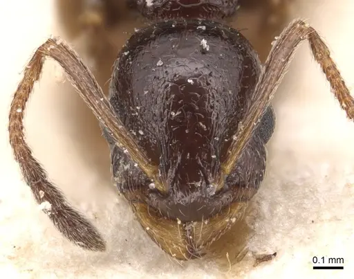 Temnothorax baeticus specimen