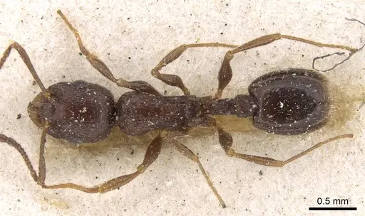 Temnothorax baeticus - CASENT0906161