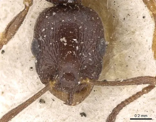 Temnothorax baeticus - CASENT0906161