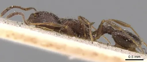 Temnothorax baeticus - CASENT0906161