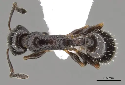 Temnothorax baeticus - CASENT0914412