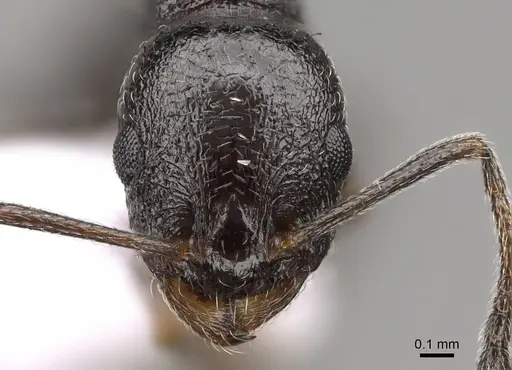 Temnothorax baeticus - CASENT0914412