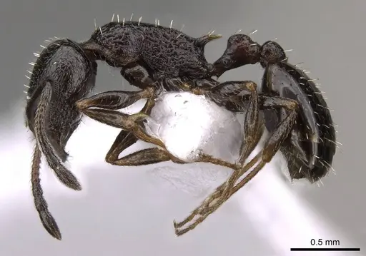 Temnothorax baeticus - CASENT0914412