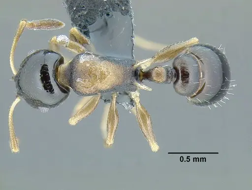 Temnothorax bahoruco specimen