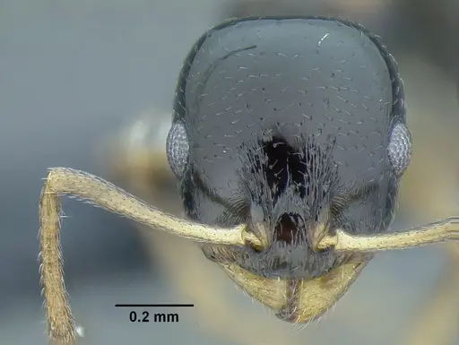 Temnothorax bahoruco specimen