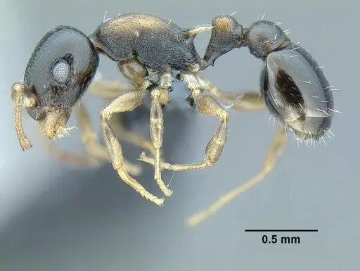 Temnothorax bahoruco specimen