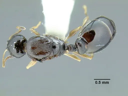 Temnothorax bahoruco - MCZENT00521421