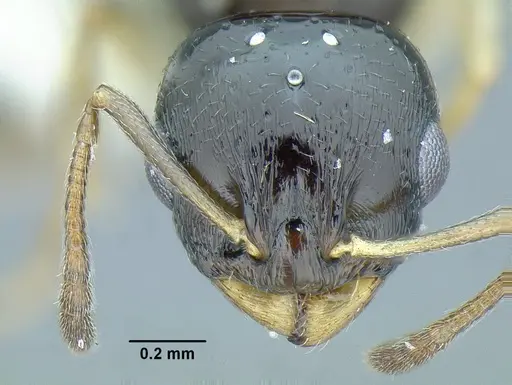 Temnothorax bahoruco - MCZENT00521421