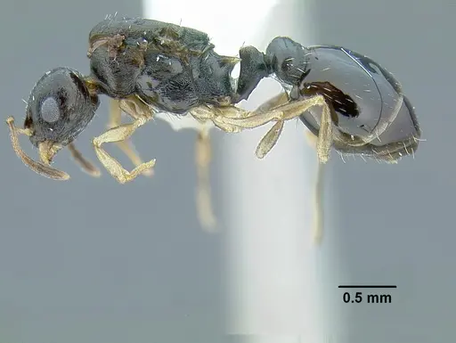 Temnothorax bahoruco - MCZENT00521421