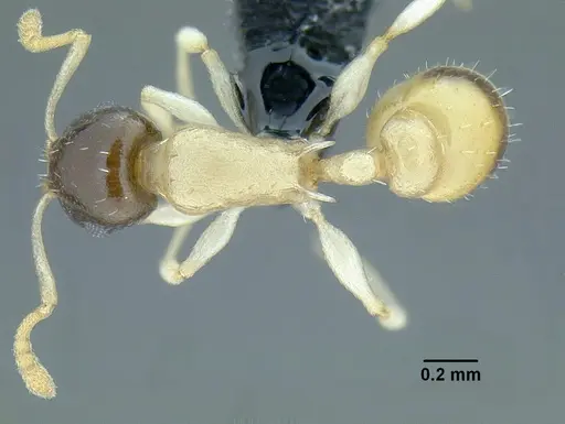 Temnothorax balaclava specimen