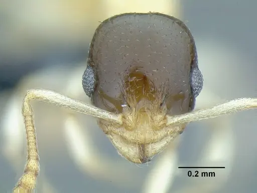 Temnothorax balaclava specimen