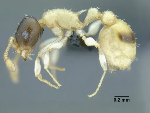 Temnothorax balaclava specimen