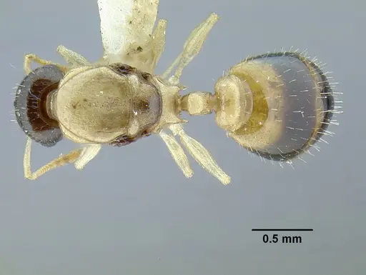 Temnothorax balaclava - MCZENT00510550