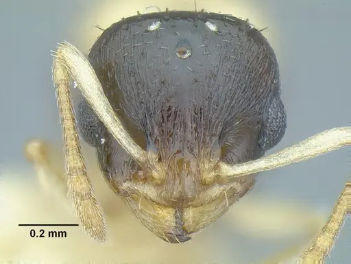 Temnothorax balaclava - MCZENT00510550