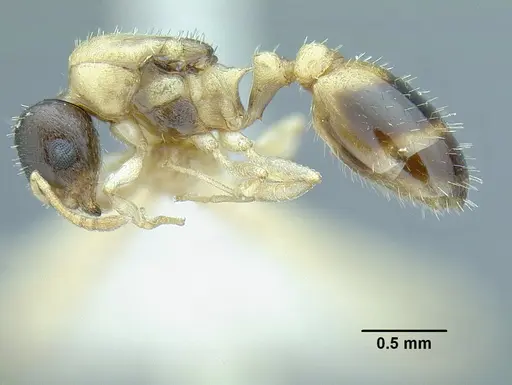 Temnothorax balaclava - MCZENT00510550
