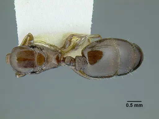 Temnothorax balnearius specimen
