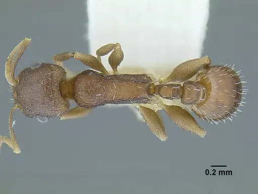 Temnothorax balnearius specimen