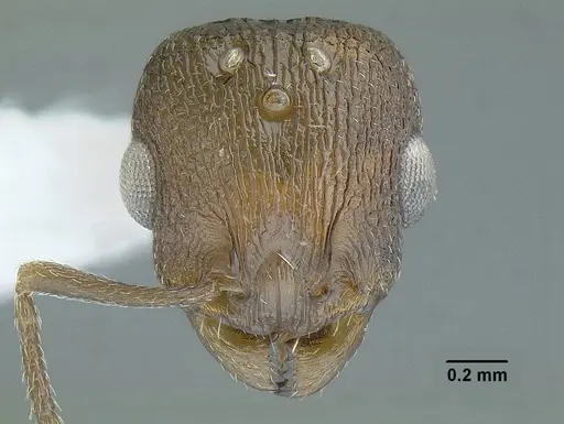 Temnothorax balnearius specimen