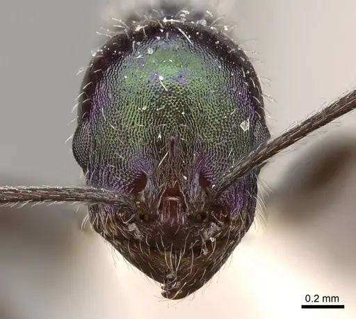 Temnothorax barrettoi specimen