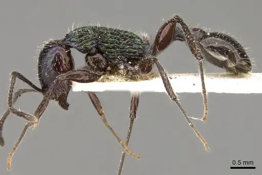 Temnothorax barrettoi specimen