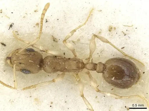 Temnothorax barryi specimen