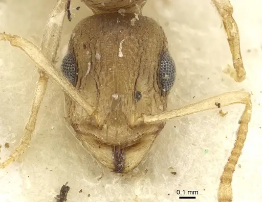 Temnothorax barryi specimen