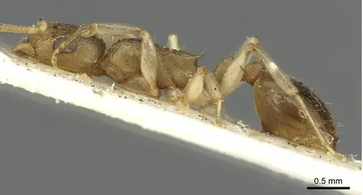 Temnothorax barryi specimen