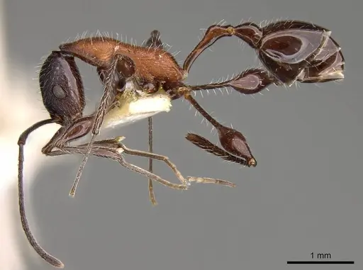 Temnothorax bermudezi specimen
