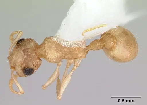 Temnothorax bestelmeyeri specimen