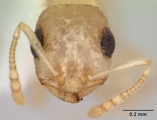 Temnothorax bestelmeyeri specimen