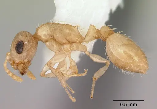 Temnothorax bestelmeyeri specimen