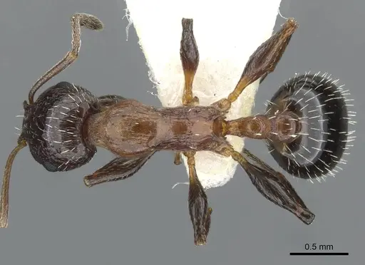 Temnothorax bimbache specimen