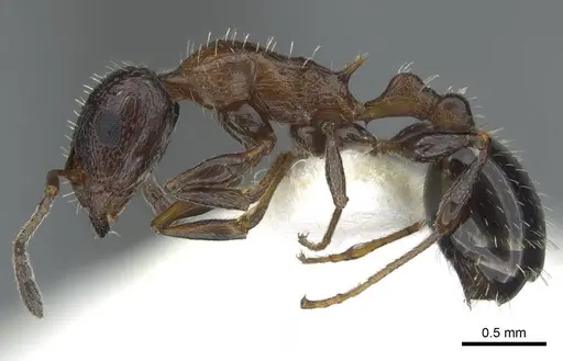 Temnothorax bimbache specimen